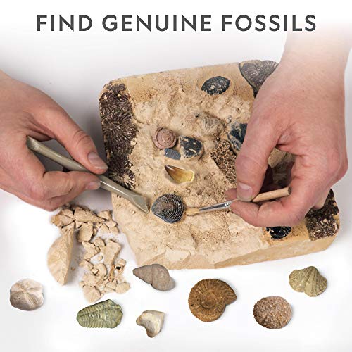 National Geographic Mega Fossil Dig Kit with 15 Real Fossils, Dinosaur Bones, Shark Teeth