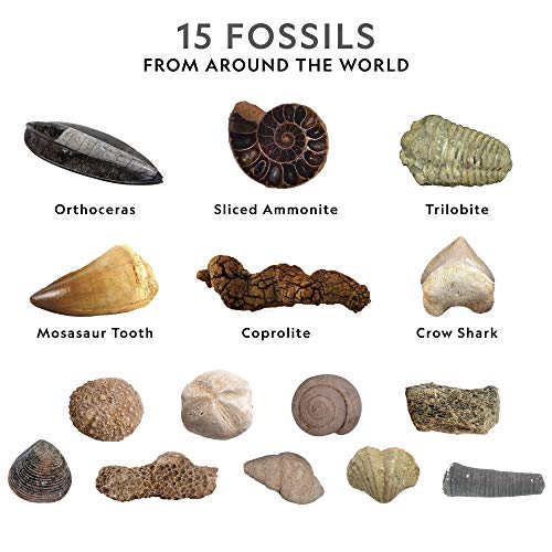 National Geographic Mega Fossil Dig Kit with 15 Real Fossils, Dinosaur Bones, Shark Teeth