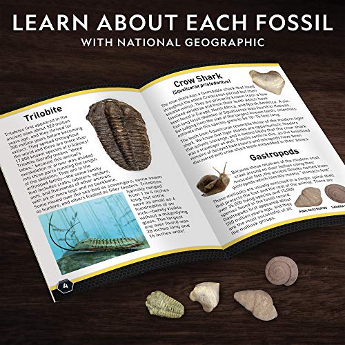 National Geographic Mega Fossil Dig Kit with 15 Real Fossils, Dinosaur Bones, Shark Teeth